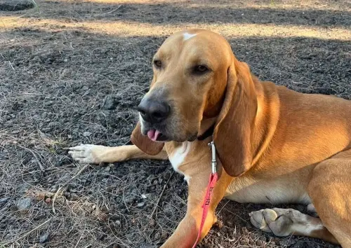 搜救犬「巴薩」遭毒蛇咬傷殉職！曾搜救林葉亭父　領犬員悲痛發聲