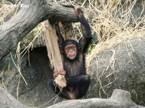 北市2隻黑猩猩私奔！民眾緊急疏散　動物園證實：已抓回
