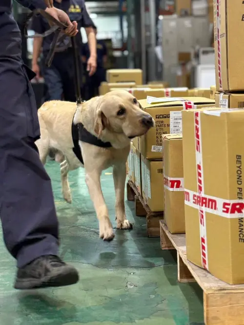 不能當緝毒犬就不能散步、社會化？關務署急澄清：無長期留置