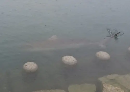 韓國釜山親水公園驚見4公尺鯊魚！連兩天現身　官方急發警報