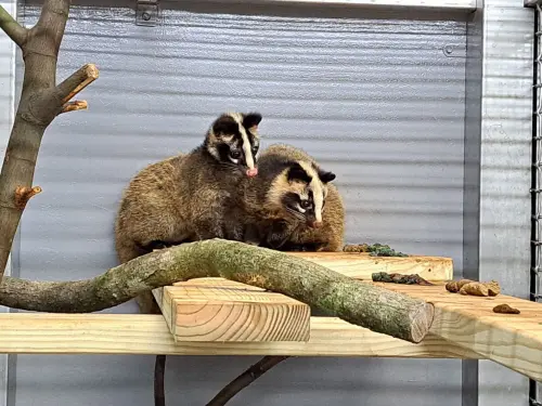 ▲3隻小白鼻心順利成長並完成斷奶，之後轉送至三芝動物之家野生動物救傷中心進行野化訓練。（圖／新北動保處）