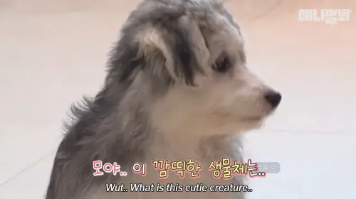 ▲這6隻幼犬出生後，飼主發現牠們不但長著一身蓬鬆捲毛，耳朵還明顯向下垂，與一般哈士奇的外型差異極大。（圖／SBS TV동물농장x애니멀봐 YouTube）