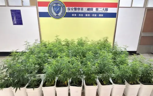 斷絕黑市千萬元毒源！保三總隊二大隊查獲第二級毒品大麻活株67株