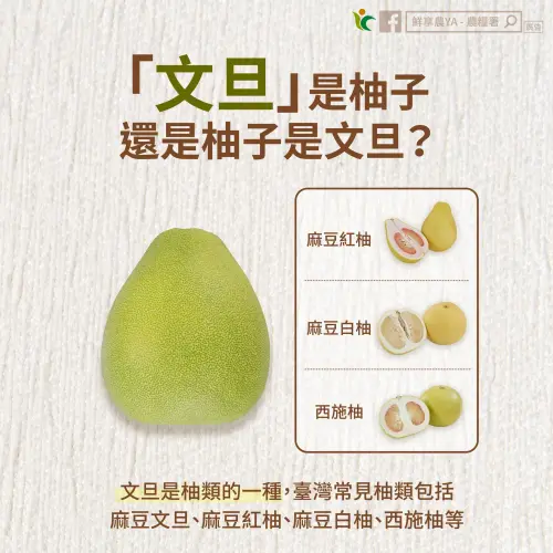 ▲根據農糧署、農業部表示，文旦是柚類的一種，但是文旦只是柚子的其中一種，文旦無法代表柚子。（圖／農糧署臉書）