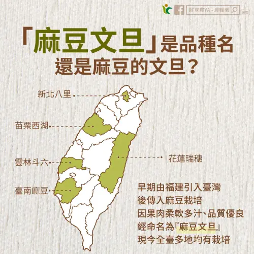 ▲「麻豆文旦」之所以冠上地名命名，是因早期文旦從中國福建引進台灣，在麻豆栽種後產生變異本土種，於是將該品種命名為麻豆文旦，為了方便稱呼而簡稱為文旦。（圖／農糧署臉書）