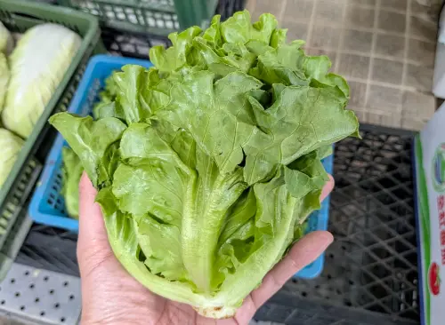 大陸妹竟能生吃？菜販推包烤肉比美生菜省一半　農業部曝保存秘訣