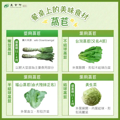 ▲農業部圖卡顯示，大陸妹（福山萵苣）與美生菜同屬葉用萵苣，兩者皆適合包肉解膩。（圖／翻攝農業部臉書）