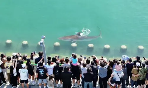 釜山親水公園驚傳鯊魚出沒！中秋連假湧入56萬人「看鯊魚」