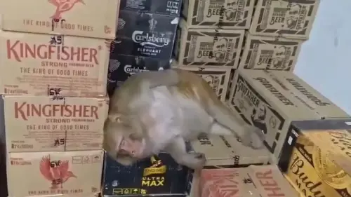 猴子闖酒行「自己開酒猛灌」！半瓶伏特加下肚醉倒　店員全看傻