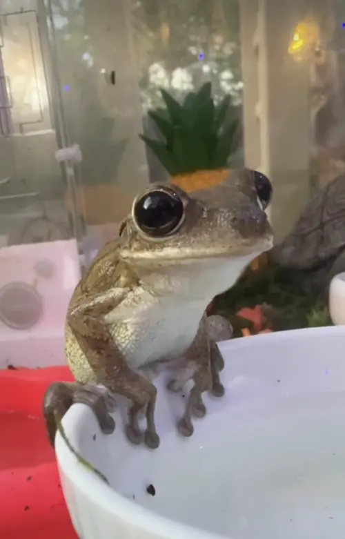 ▲面對安樂死或飼養的選擇，兩人決定留下牠，還準備大型飼養箱，讓「水槽蛙」升級住豪宅。（圖／翻攝自Tiktok@originalsinkfrog）