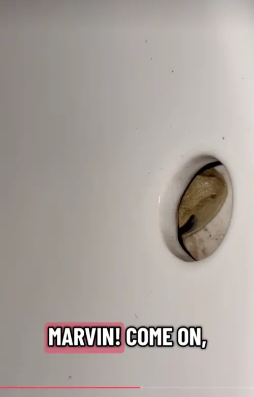 ▲凱西最初看到一對眼睛從洞口探出時嚇得尖叫，丈夫查看後才知道是青蛙，兩人觀察後更發現牠似乎把水槽當成住所，在管線間自在穿梭。（圖／翻攝自Tiktok@originalsinkfrog）