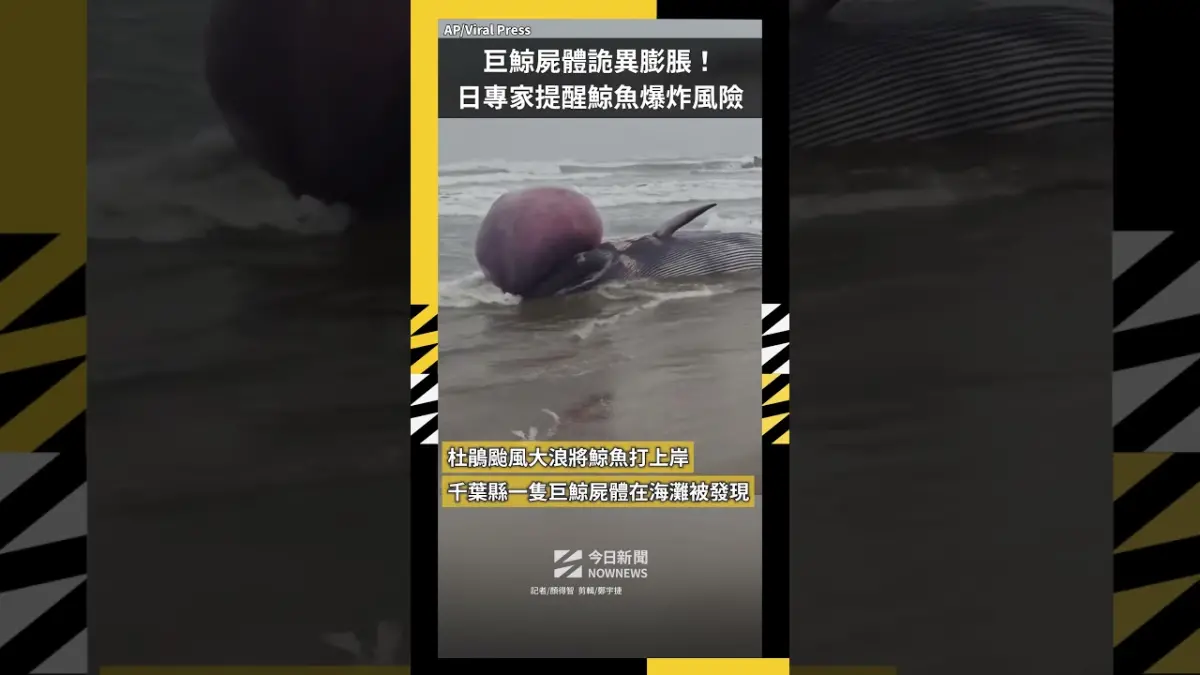 巨鯨屍體詭異膨脹！日專家提醒「鯨魚爆炸」風險