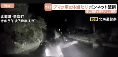 棕熊3度猛撞車頭！北海道女子夜駕遇熊襲　撞凹引擎蓋驚悚全記錄