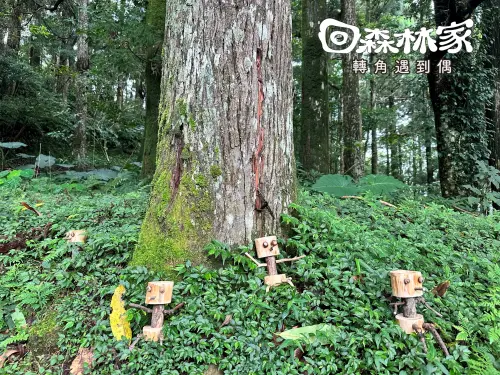 先聞山、再品茶！東眼山週末「回森林家・轉角遇見偶」登場