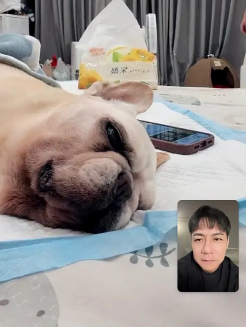 ▲陳隨意從麻六甲打視訊電話見愛犬最後一面，感謝小豬8年多的陪伴。（圖／陳隨意臉書）