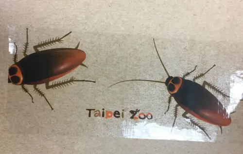 北市動物園「蟑螂膠帶」超逼真！Threads萬人想買：根本防盜神器