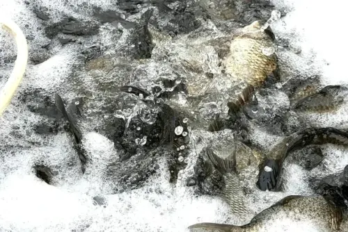 ▲宜蘭縣政府農業處表示，部分鯽魚，泥鰍則已全數放入冬山河，實際放生數量仍待進一步清查，其餘查扣物種已要求原車載回。（圖／宜蘭縣政府）