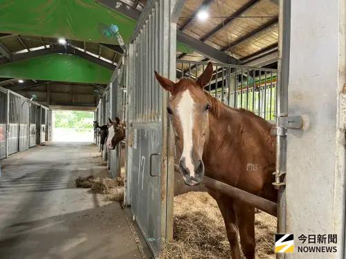 不能騎、不比賽！「護國神馬」工作日常　服役到退休全揭密