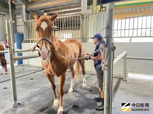 救數千人次性命！開箱國家免疫馬場　揭「蛇咬救命神物」製造秘辛