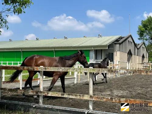 ▲國家免疫馬多以北半球國家進口為主。（圖／記者張乃文攝）