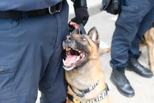 ▲可愛又迷人的警犬隊出席國慶大會防災士遊行。（圖／內政部提供）