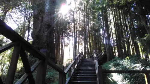 ▲阿里山巨木群讓人心曠神怡，是最多人推薦值得一去再去的神級地點。（圖／台灣山林悠遊網）