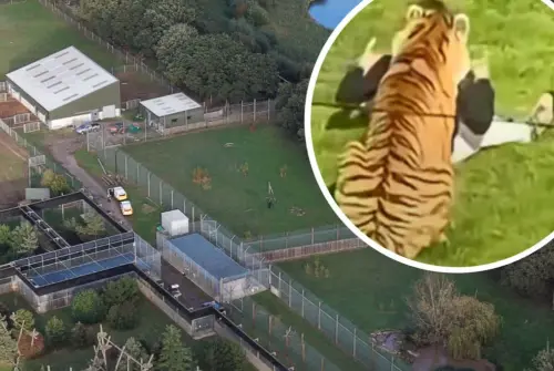 影／英動物園傳虎口悲劇！男闖老虎圍欄慘遭攻擊　警方：當場不治