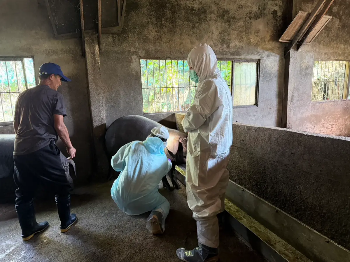 ▲農業部防檢署接獲新北市動保處通報，轄內某飼養49頭豬隻的養豬場違規運入廚餘。（圖／農業部防檢署提供）