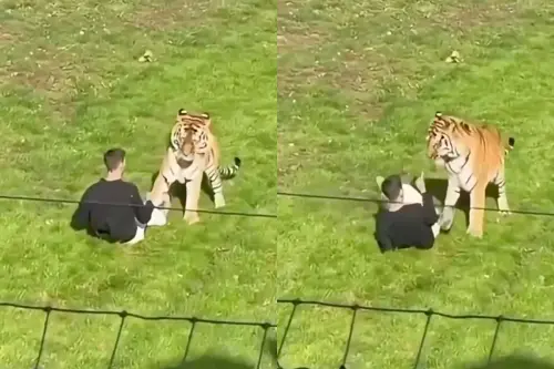 英國23歲男擅闖虎園遭咬死！動物園發聲「保護老虎」：不會安樂死