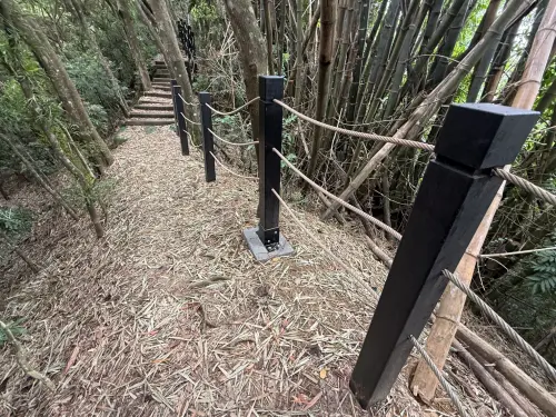 ▲大坑 11 號步道竹林秘境(圖／觀旅局提供2026.10.15)