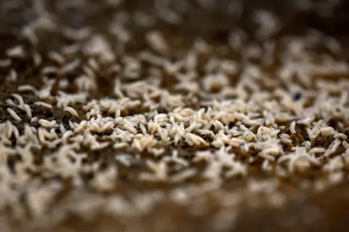 墨西哥養蒼蠅、防害蟲卻臭翻全鎮！工廠飄腐肉味　居民氣炸逼搬走