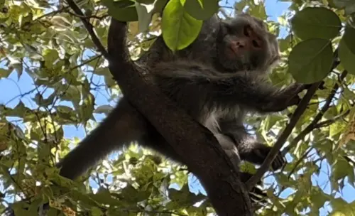 三重公園驚見獼猴！竟是北投老翁帶來野放　動保處吹箭麻醉捕獲了