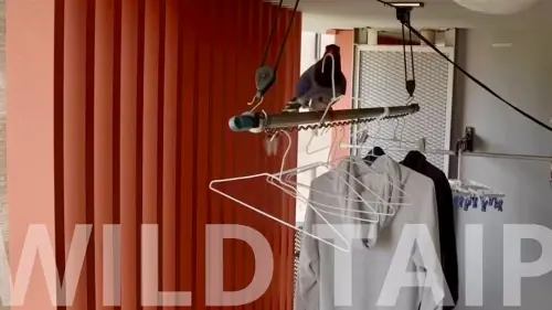 ▲臺灣藍鵲竊取民宅的衣架（圖／翻攝野性台北IG,wildtaipeifilm）