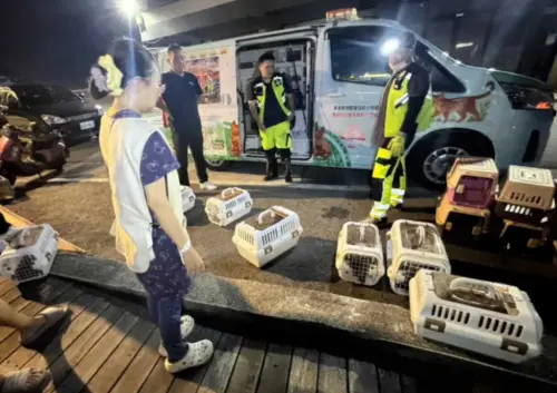 ▲新竹南寮漁港於7月28日大批緬因貓疑遭人惡意棄置事件，流浪動物珍愛協會以及動保所接獲通報前往現場救援。（圖／流浪動物珍愛協會）