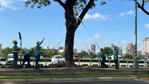 高雄輕軌護樹防颱　年運量可望破1500萬旅次增幅66%