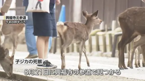 ▲奈良驚現4具「身首異處」小鹿屍體！興福寺、東大寺接連發現　縣府：恐是人為犯案（圖／截自日本新聞網）