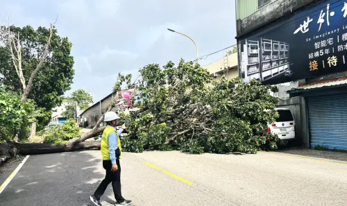 天降橫禍砸中救護車！彰化巨大桃花心木突倒地　無人傷亡原因曝光