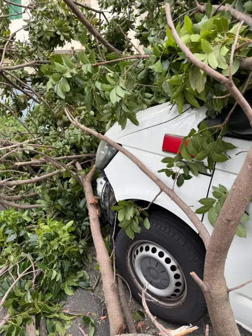 ▲倒下的桃花心木砸中停在路邊的救護車。（圖／彰化市長林世賢提供，2026.10.23）