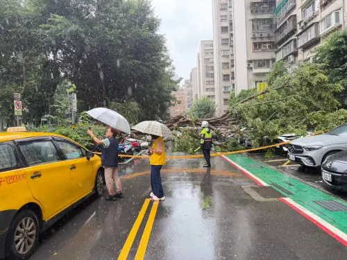 北市吹12級強陣風！9米樹倒砸4車畫面曝　公園處8分鐘到場被讚爆