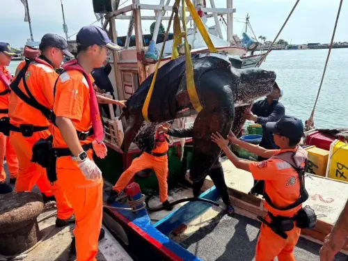 高雄外海驚見218公分海洋巨獸！竟是全球瀕危革龜　海巡野放成功