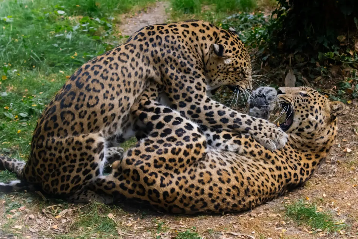 照顧8年仍被咬!荷蘭動物園女飼養員遭豹襲亡 園方:不會安樂死