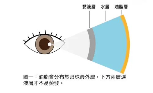 ▲人類的淚液實際上一共有三層，而其成分各異。最裡層是黏液層、中間是水樣層(最主要)、最外層是油脂層。（圖／眼科醫師洪啟庭提供）