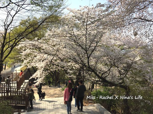 來首爾賞櫻野餐趣！首爾塔南山公園 VS 汝矣島輪中路
