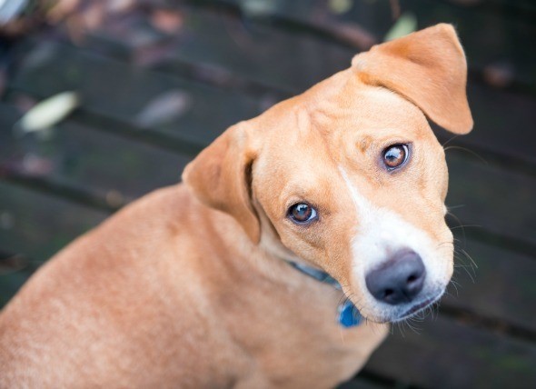 要帶愛犬前去拜訪朋友家？別急！您的愛犬必須先學會這「三個指令」！
