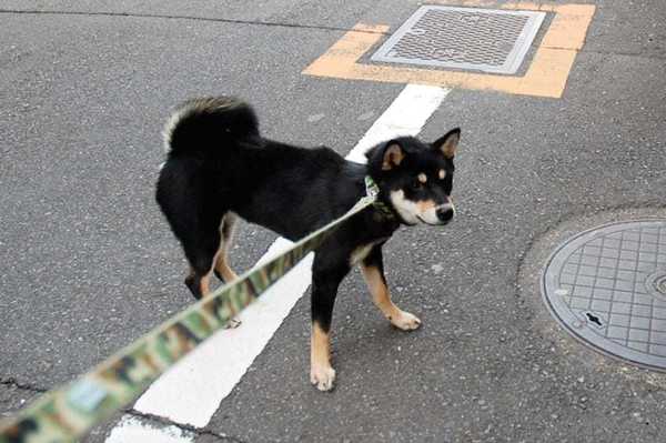 「關籠懲罰原來是錯的！？」十件狗爸媽最常犯的錯誤！快來檢查自己是不是模範父母！
