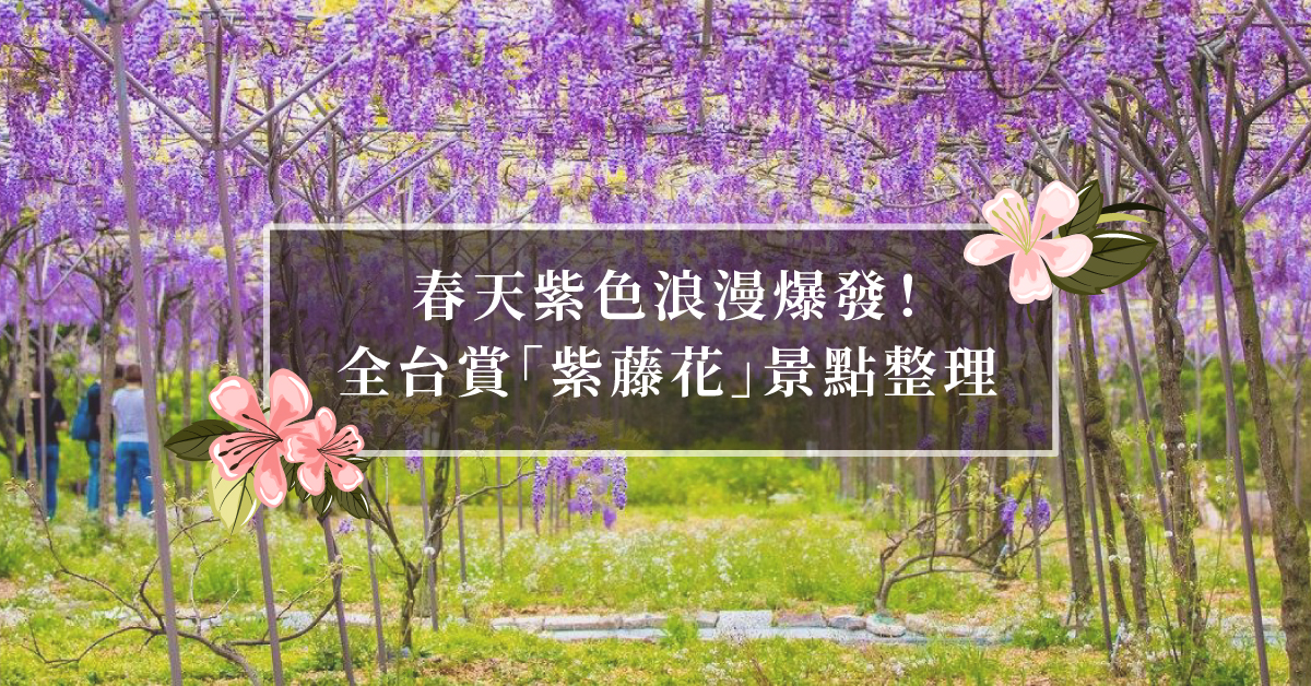 春天紫色浪漫爆發！全台賞高雅「紫藤花」景點總整理
