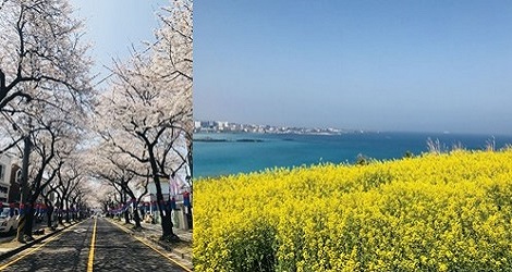 春天不只可以賞櫻！濟州島花季絕美開跑，第一手賞花景點搶先直擊
