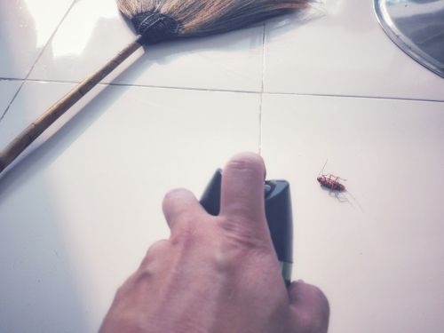 遇到蟑螂別猛打！專家教你8招天然除蟑法
