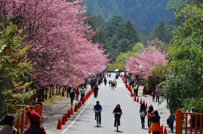 粉紅花海美不勝收！四個國內必訪的熱門賞櫻景點
