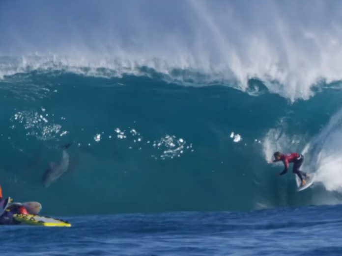 海豚亂入國際衝浪賽　意外與選手親密接觸
